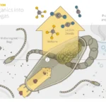 Kroger-02-Methanogenic Digestion