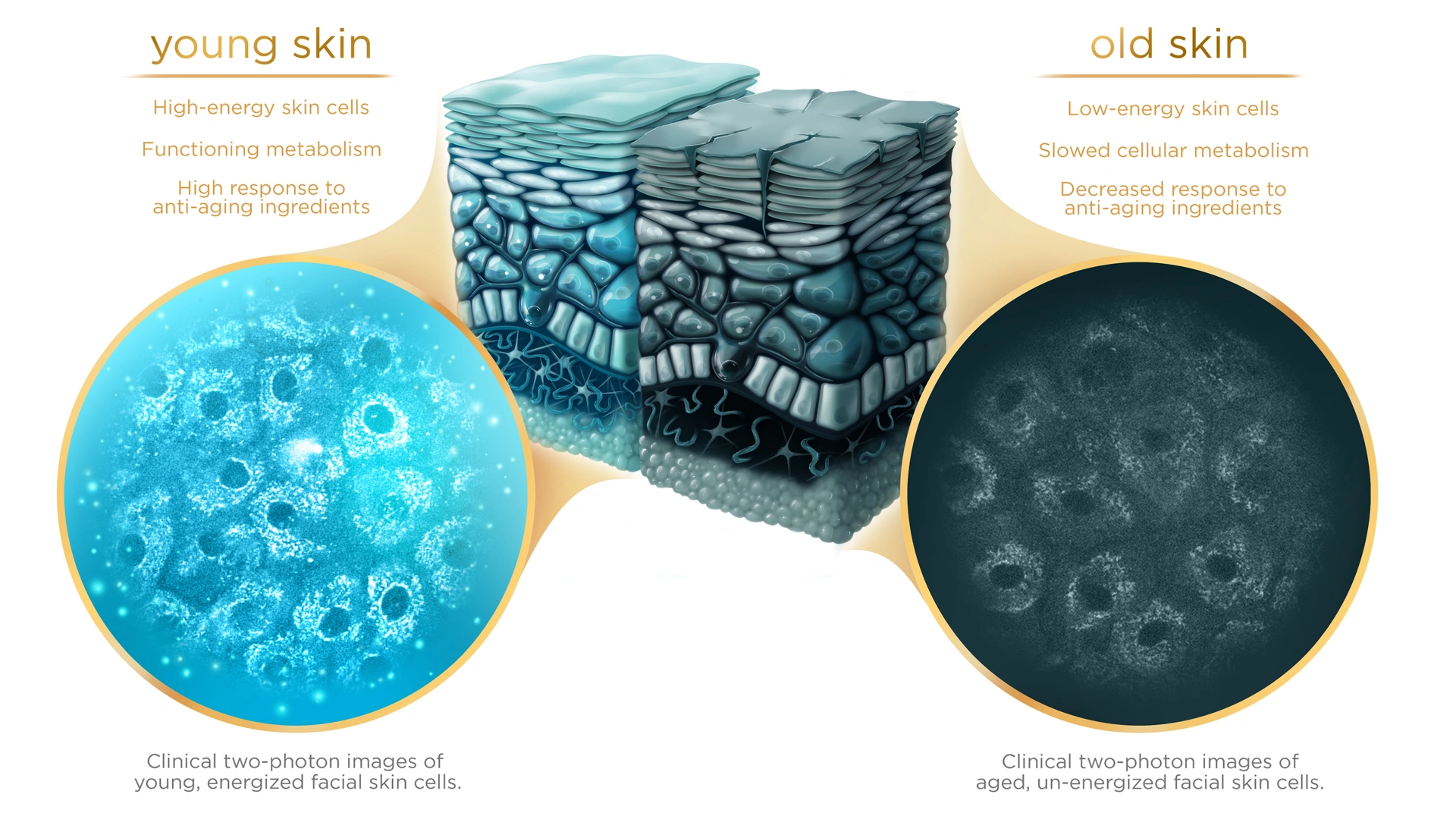 Aging skin comparison digital artwork